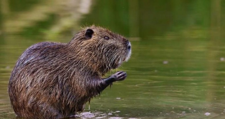 Animal Silvestre e resgatado pelos Bombeiros de Maravilha.