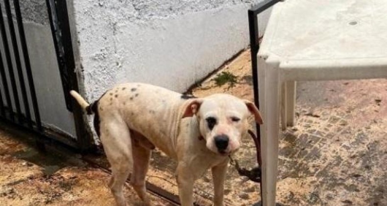 Dono de cachorro é preso após cão ser encontrado sem água e comida no Oeste de SC.