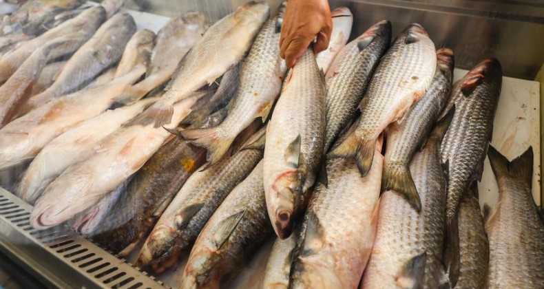 Feira do Peixe 2023 será realizada no dia 1º de abril em Maravilha.