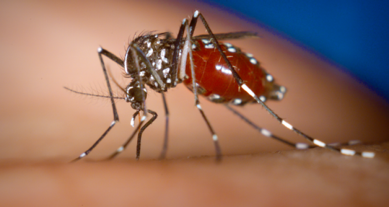 Sexto caso de dengue é confirmado em Maravilha.