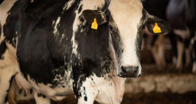 Vaca louca: confirmado que caso recente é atípico.