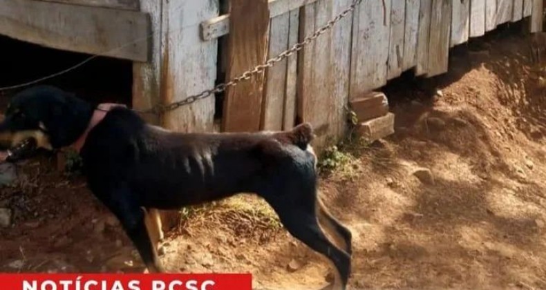 Polícia Civil resgata animal em situação de maus tratos em Maravilha.