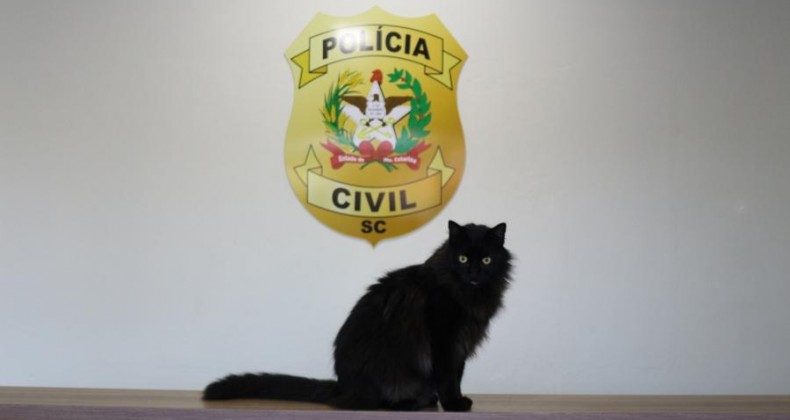 Gato vira 