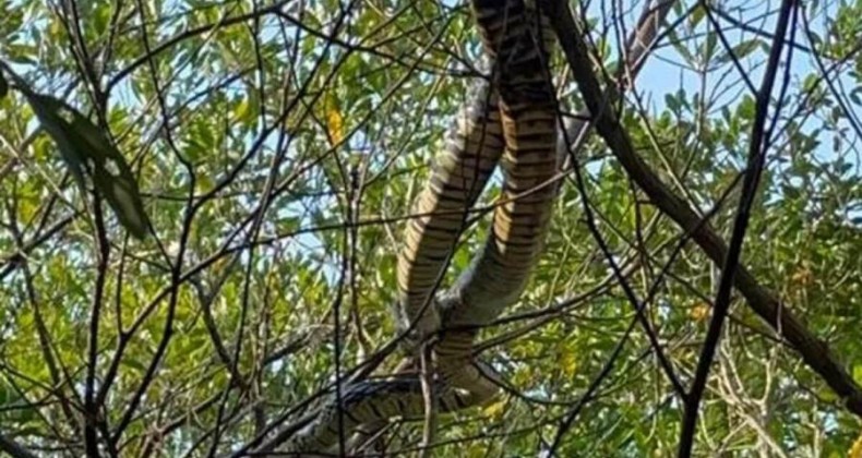 Serpentes gigantes são vistas em Santa Catarina.