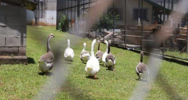 Como “tropa” de gansos evita fugas em presídio.