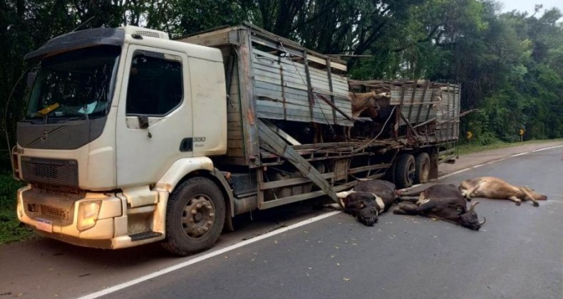 Bois morrem em acidente na BR-282